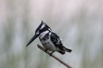 African Buffalo bathing in the Chobe River in Botswana