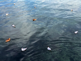Ducks and river gulls on Lake Constance and the island of flowers (Flower Island Mainau on the Lake...