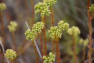 Tiny Sedum buds about to bloom. Plant among rocks on the edge of a mountain trail.