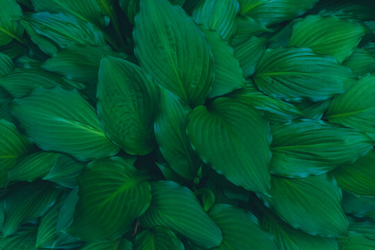 Relaxing textured summer khosta garden green leaves background