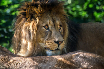 Fototapeta na wymiar Berber lion portrait in nature