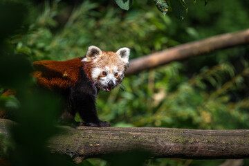 panda red portrait in nature