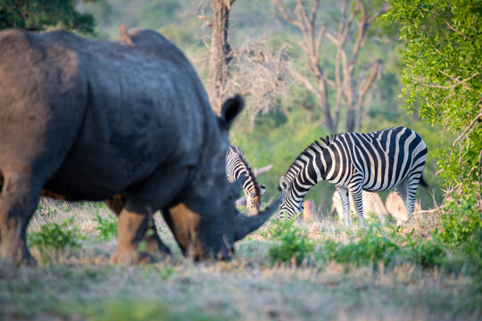 A white rhino, Ceratotherium simum, stands grazing in the foreground, a herd of zebra graze in the background, Equus quagga