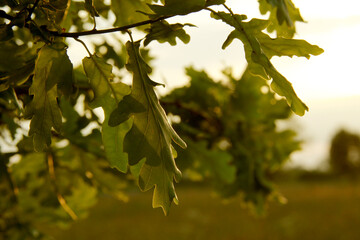 green oak leafs and warm evening lights