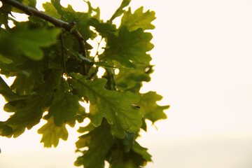 green oak leafs and warm evening lights