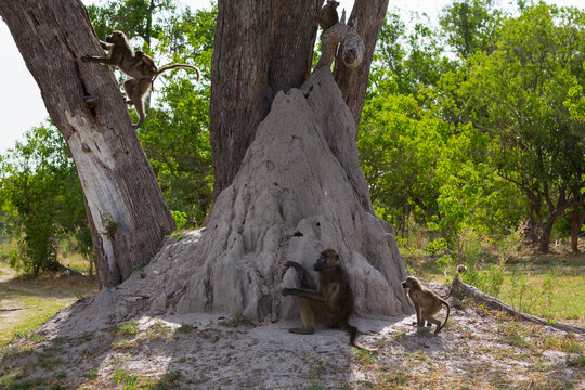 A family of baboons under the trees near a termite mound in a game reserve.