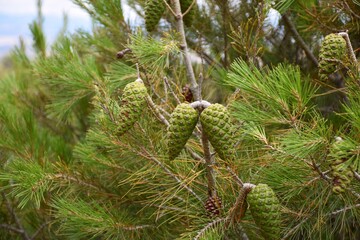 Green pine cones of young pine in mountain reforestation.