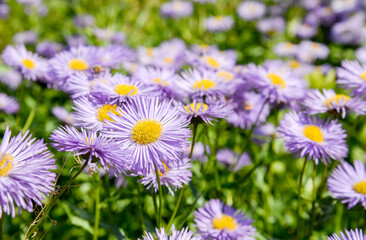 field of violet flowers