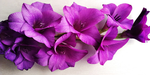fiori viola su sfondo bianco