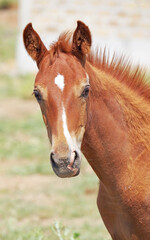 Fototapeta premium portrait of a beautiful foal