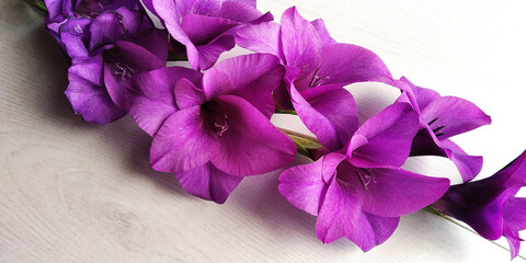 gladioli viola su tavolo in legno bianco