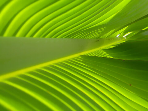 green leaf background
