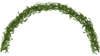 Curly ivy arch on a white background 3d rendering