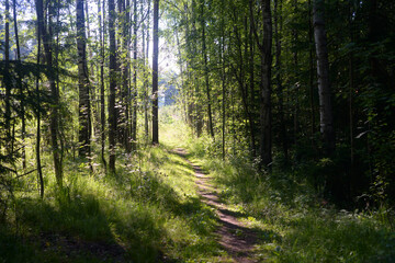 Fototapeta na wymiar Path in a pine forest at sunny summer day, Karelian isthmus, Russia.