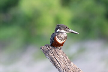 Giant Kingfisher by the Chobe River in Botswana