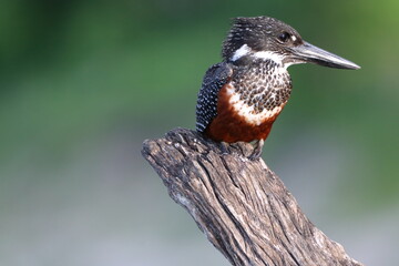 Giant Kingfisher by the Chobe River in Botswana