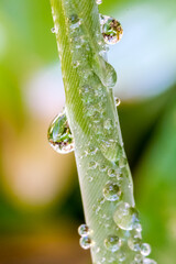 Gouttes d’eau sur feuille enroulée 