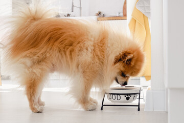 Spitz Pomeranian dog is eating from dog bowl