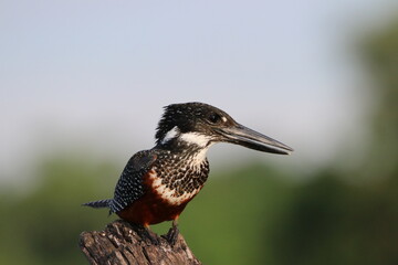 Giant Kingfisher by the Chobe River in Botswana