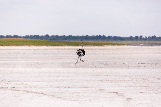 Ostrich running on Nxai Pan, Botswana