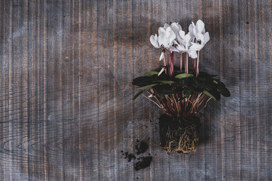 A cyclamen plant with white flowers and glossy green leaves.