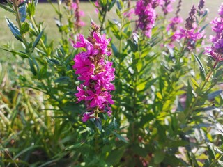 Obraz premium purple flower