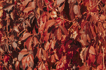 Red toned  foliage  background. Close up . Banner autumn background