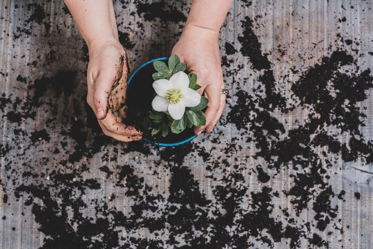 Person potting up  small hellebore plant with white flower.