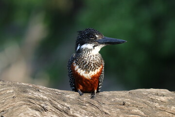 Giant Kingfisher by the Chobe River in Botswana