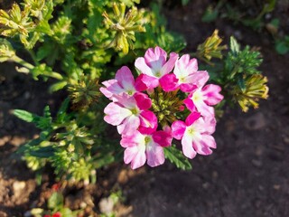 pink and white flower,
Balsm flower