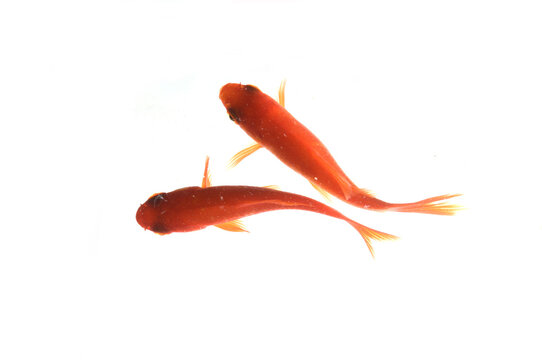 goldfish on white background top view