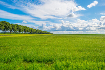 Green agricultural field in the countryside below a blue cloudy sky in sunlight in summer, Almere, Flevoland, The Netherlands, July 22, 2020