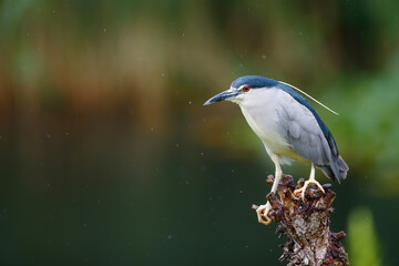 Black crowned Night Heron (Nycticorax nycticorax) sitting on a branch in natural habitat. Blurry  background.
