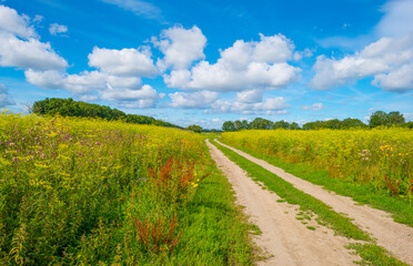 Lush green foliage of trees and yellow and white wild flowers in a field below a blue cloudy sky in sunlight in summer, Almere, Flevoland, The Netherlands, July 22, 2020