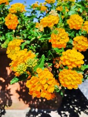 Bright yellow Lantana Camara in the port stay on The post of the fence.Lazio,Italy