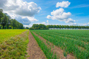 Vegetables in an agricultural field in the countryside below a blue cloudy sky in sunlight in summer, Almere, Flevoland, The Netherlands, July 22, 2020