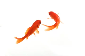 Fotobehang goldfish on white background top view © BENEJAM