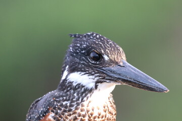 Giant Kingfisher by the Chobe River in Botswana