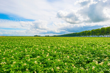 Fototapeta na wymiar Potato plants growing and flowering in an agricultural field along a grassy meadow with wild flowers in the countryside below a blue cloudy sky in sunlight in summer, Almere, Flevoland, The Netherland