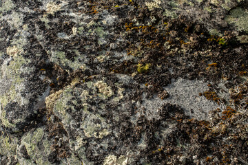 Sprouts, mosses and yellow lichens on a stone. Polar flora. Travel concept.