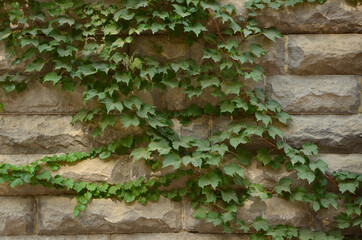 The texture of the stone. Plant on the wall. . Macro mode. 20 July 2020, Tbilisi, Georgia