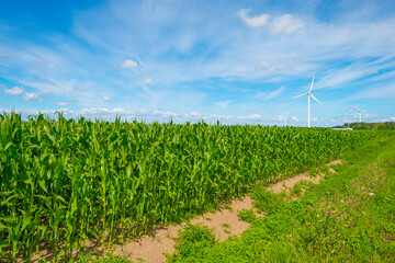 Vegetables in an agricultural field in the countryside below a blue cloudy sky in sunlight in summer, Almere, Flevoland, The Netherlands, July 22, 2020