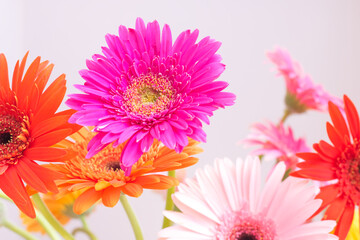 Colorful gerbera flowers. Place for text. Selective focus.