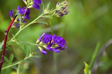 Purple flowers of Medicago sativa.