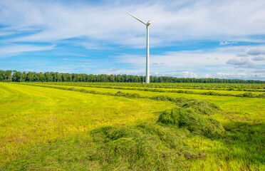 Mowed grass drying for hay in an agricultural field in the countryside below a blue cloudy sky in sunlight in summer, Almere, Flevoland, The Netherlands, July 22, 2020