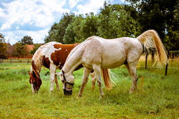 Obraz na płótnie Canvas Two horses graze in a paddock on a farm
