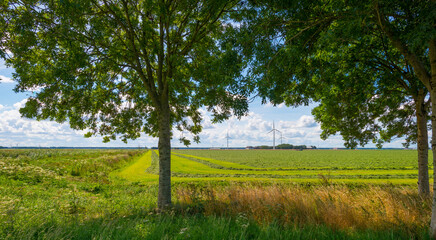 Double line of trees with a lush green foliage in a grassy green field with wild flowers along an agriculturale field in sunlight in summer, Almere, Flevoland, The Netherlands, July 22, 2020