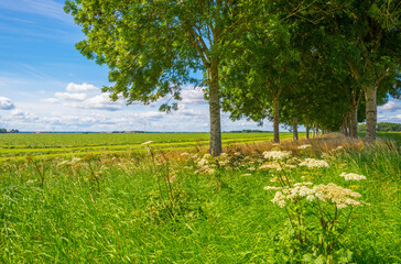 Double line of trees with a lush green foliage in a grassy green field with wild flowers along an agriculturale field in sunlight in summer, Almere, Flevoland, The Netherlands, July 22, 2020
