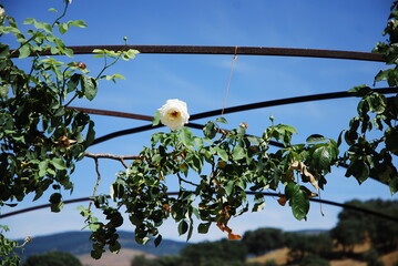 planta de rosas blancas colgando