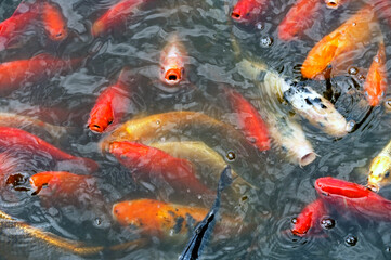 large multicolored fishes in pond